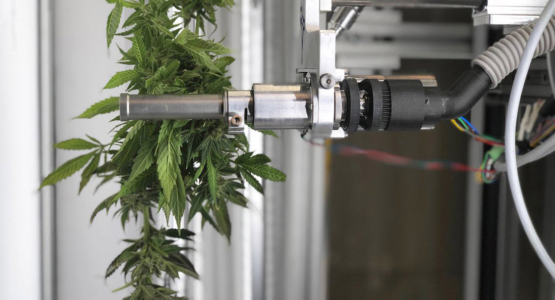 A.I. vs. Human Touch: The Battle For Cannabis Supremacy