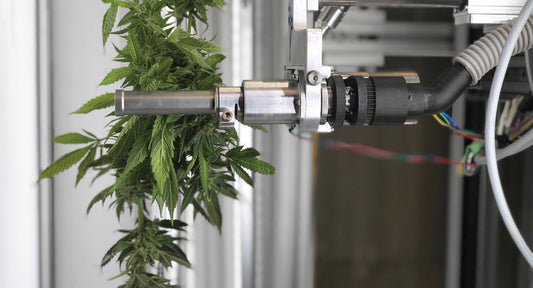 A.I. vs. Human Touch: The Battle For Cannabis Supremacy